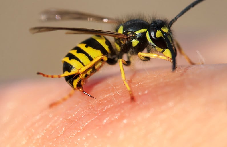 8 Picaduras comunes y cómo identificarlas